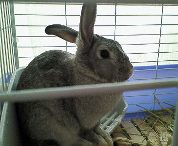 nec_0555.jpg