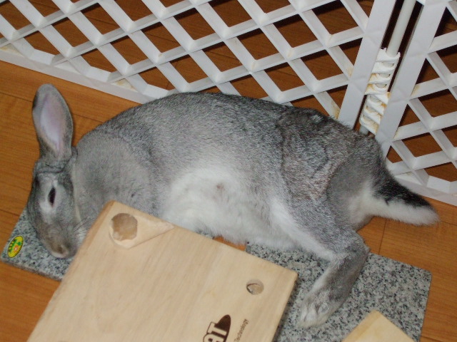 dscf0300.jpg