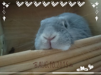 2015-08-22-10-11-04_deco
