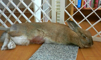 img20081129_4.jpg