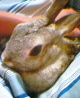 200310071.jpg