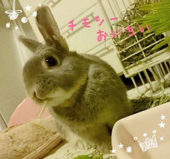 2015-07-15-11-10-58_deco