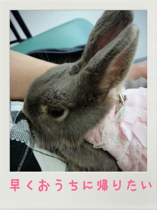 2015-06-19-16-53-05_deco