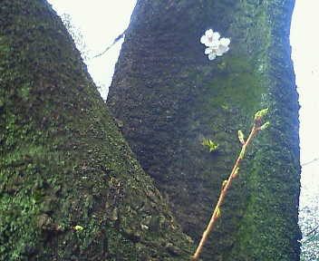 NEC_0187.jpg