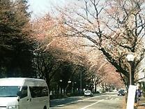 3.25sakura.jpg