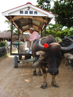 dscf5896.jpg