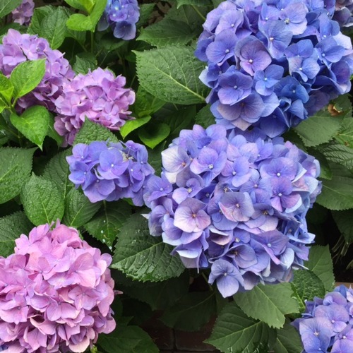 21紫陽花1
