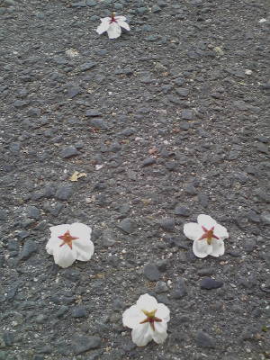 img20090401_2.jpg