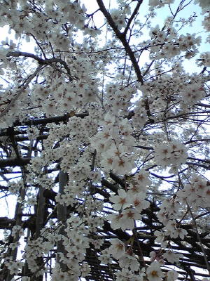 img20090409_3.jpg
