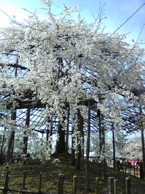 img20090409_2.jpg