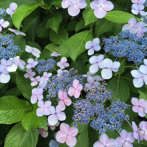 21紫陽花2