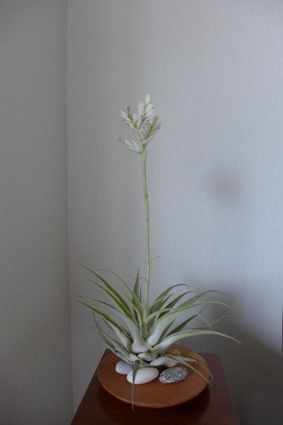29エアプランツ1
