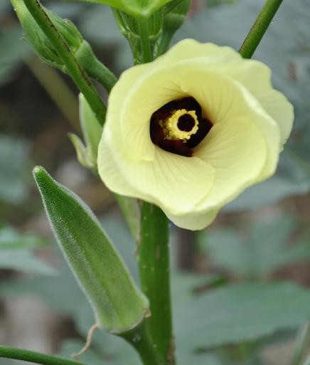 4-オクラの花-2