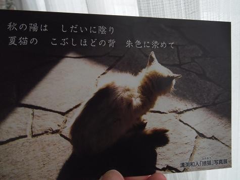10-ねこ写真(城ヶ島に生きる野良猫たち)5