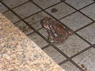 0531toad.jpg