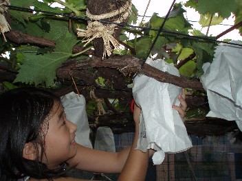 mimigrapes2.jpg