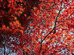 1211redleaves