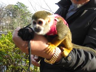 0320monkey.jpg