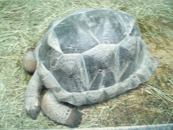 aldabra.jpg