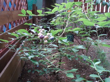 0805blueberry.jpg