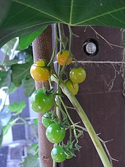 1128tomatos