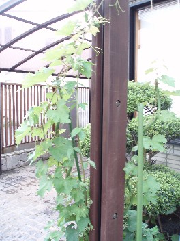 grapes.jpg