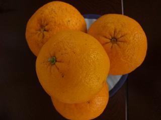 0202oranges.jpg