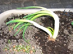 0425onion