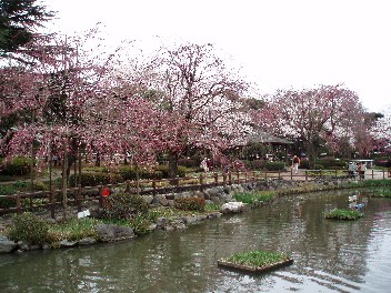 0401sakura.jpg