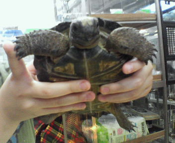 aldabra.jpg