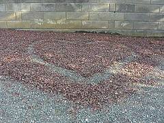 1211heart