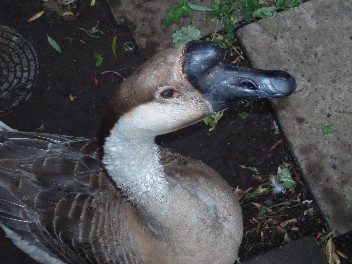 goose.jpg