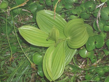 tateyamahosta.jpg