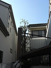 1211mytree