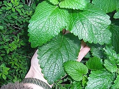0425lemonbalm