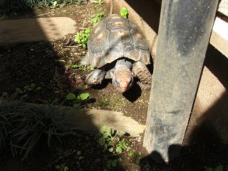 0320figgygdn3.jpg