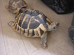 0711tortoises