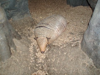 armadilo.jpg