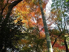 1211autumnleaves1