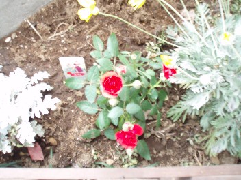 0120rose.jpg