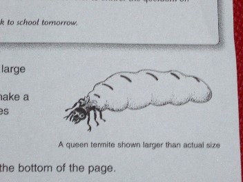 termite.jpg