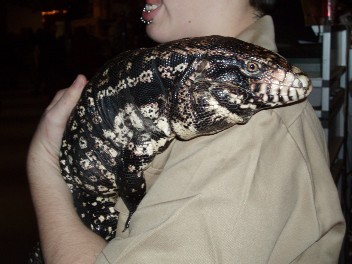 Reptile2006Jan_1.jpg