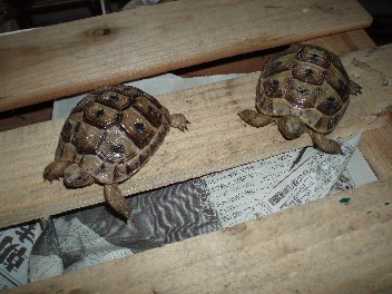 greektortoise.jpg