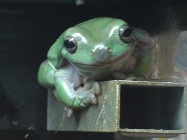 greenfrog.jpg