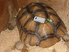 0711bonchancellphone