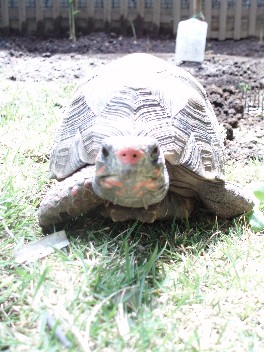 figgyatgarden3.jpg