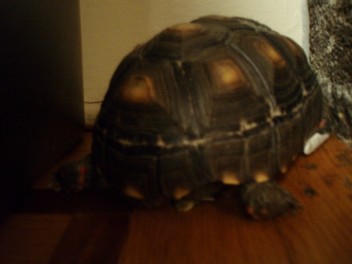 Figgy020806.jpg