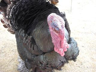 0320turkey.jpg