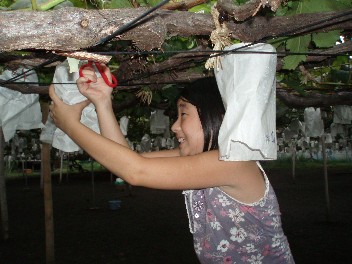mimigrapes1.jpg