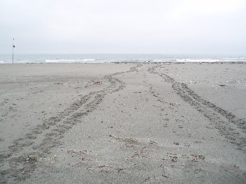 0630beach2.jpg